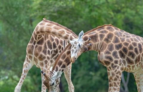 Giraffes at summer in germany isolated while a sunny day Stock Photos