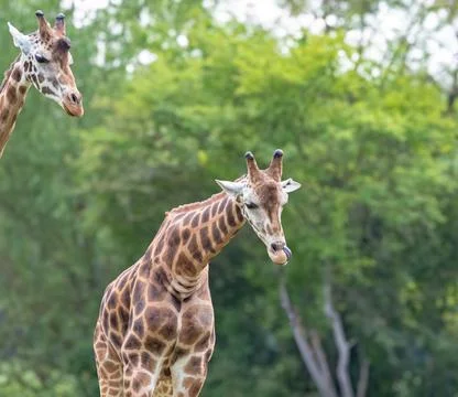 Giraffes at summer in germany isolated while a sunny day Stock Photos