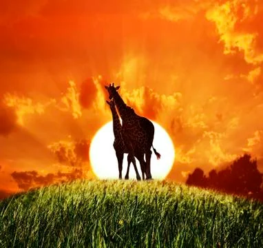 Giraffes at sunset Stock Photos