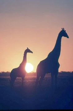 Giraffes at Sunset Stock Photos