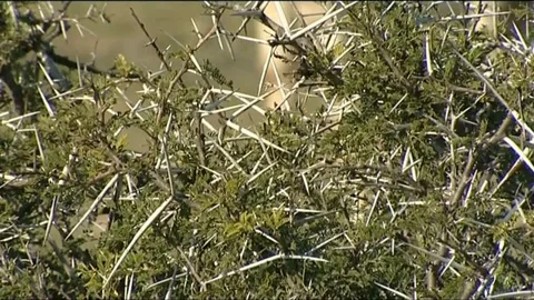 Giraffes in thorn bushes and pull focus 스톡 동영상 90372943