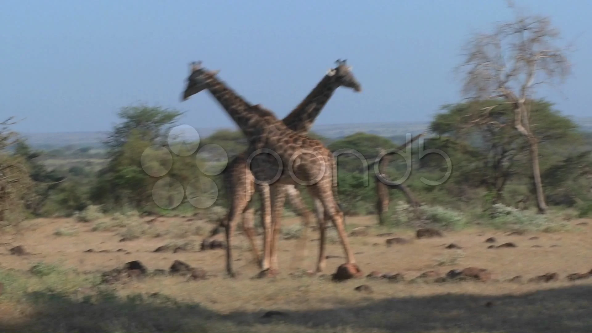 Giraffes tussle and fight in a display of mating behavior., image size:1920x1080