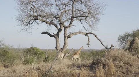 Giraffes under Tree - Slow Mo Stock Footage 55649279