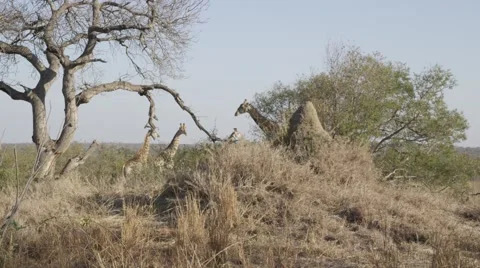 Giraffes under Tree - Slow Mo Stock Footage 55649978