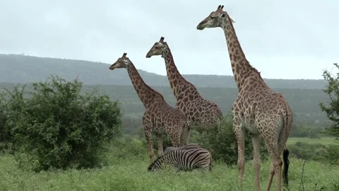 Giraffes of varying sizes stand closely together while zebras graze between Stock Footage 333544513