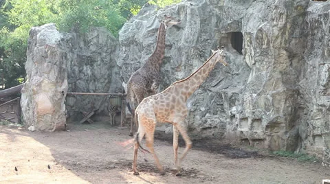 Giraffes walk Stock Footage 23659054