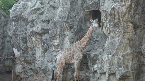 Giraffes walk Stock Footage 23661750