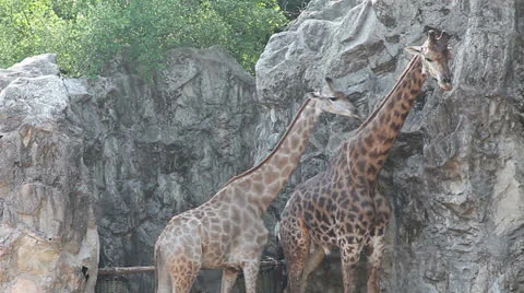Giraffes walk Stock Footage 23662970