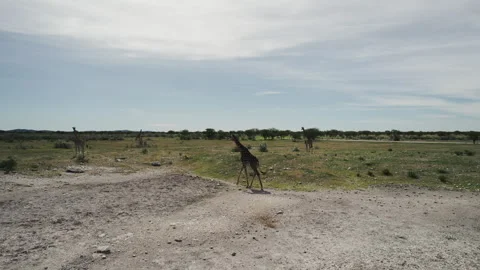 Giraffes Walk Through the Field Stock Footage 295028312