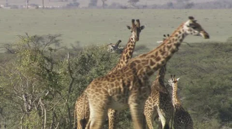 Giraffes walking and eating Stock Footage 12653795