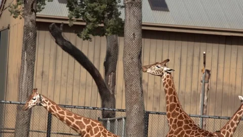Giraffes Walking Behind Trees in Outdoor Zoo Enclosure Stock Footage 345470140