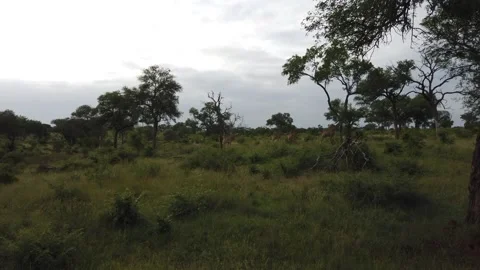 Giraffes Walking in the Field Stock Footage 150409634