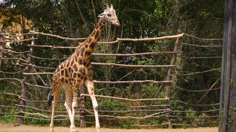 A giraffes walking Stock Footage 246425608