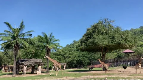 Giraffes walking on green grass yard in the zoo. Stock Footage 143136940
