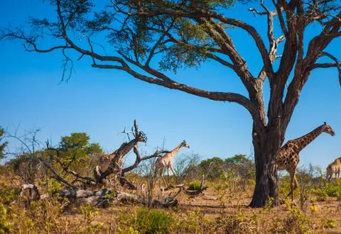 Giraffes walking Stock Photos