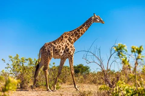 Giraffes walking Stock-Fotos
