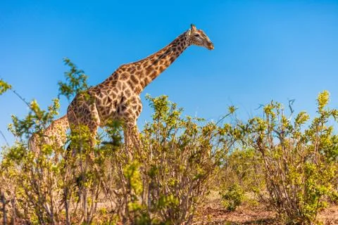 Giraffes walking Stock Photos