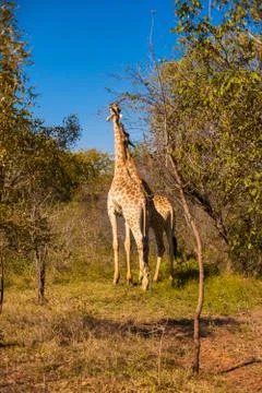 Giraffes walking Stock-Fotos