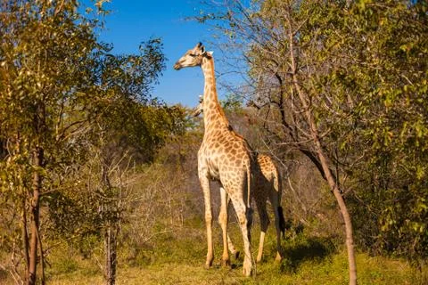 Giraffes walking 스톡 사진