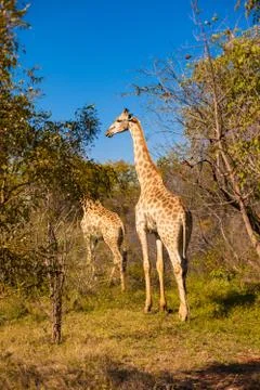 Giraffes walking Stock Photos