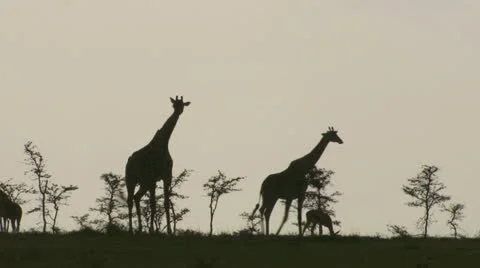 Giraffes walking, Tanzania Stock Footage 12658656