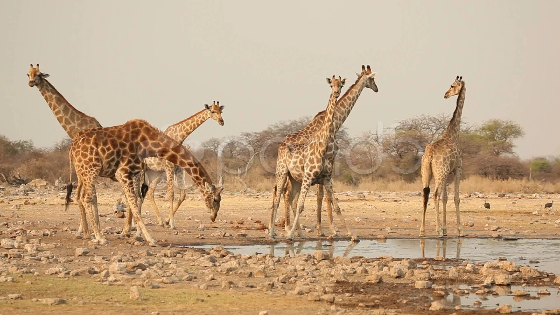 Thirsty Giraffes, Etosha National Park, Namibia бесплатно