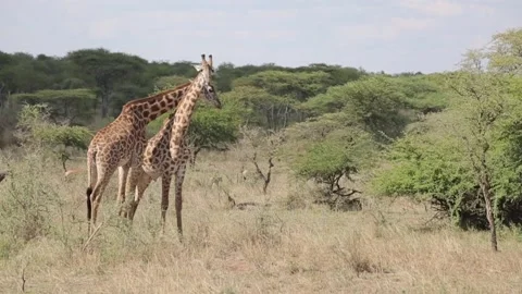 Giraffes in the wild Stock-Footage 134182244