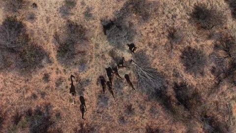 Giraffes in the wild Video stock 342124645