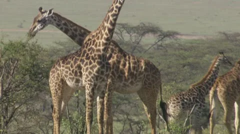 Giraffes, young giraffe running Stock Footage 12653786