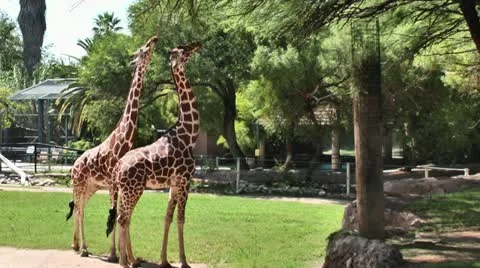 Giraffes at the Zoo 스톡 동영상 11973918
