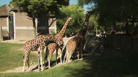 Giraffes At The Zoo 스톡 동영상 19054172