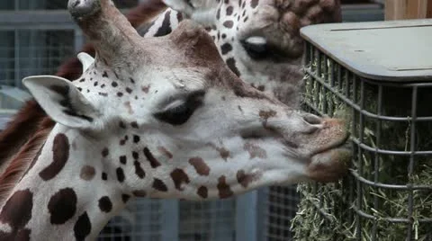 Giraffes in zoo Stock Footage 20586792