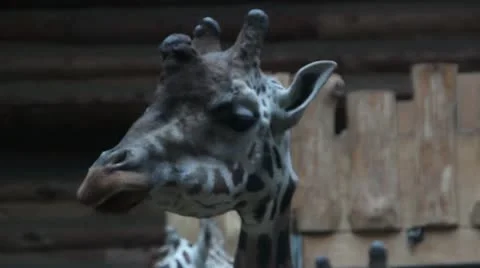 Giraffes in zoo Stock Footage 20587129