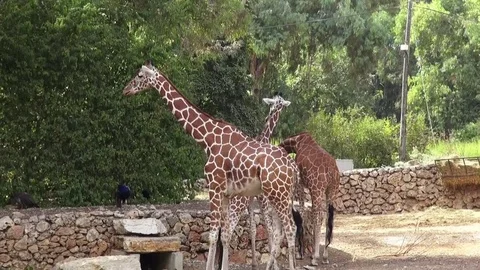 Giraffes at the Zoo Stock-Footage 70399260