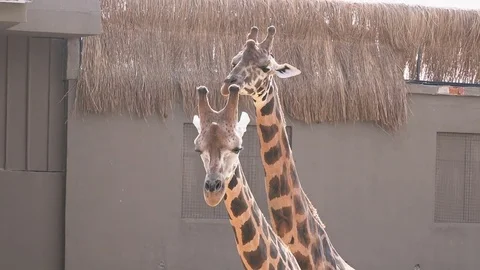 Giraffes in the zoo Stock Footage 79631375