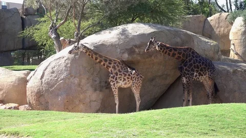 Giraffes in the zoo Stock Footage 81615816