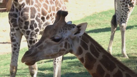 Giraffes in the zoo Видео 81793066