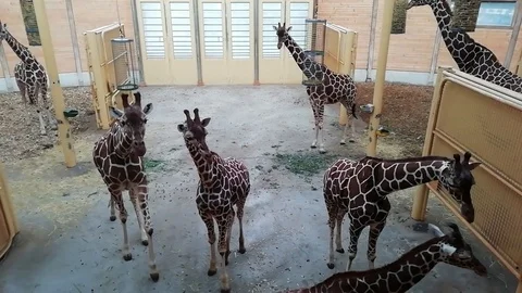 Giraffes zoo Stock Footage 101909777