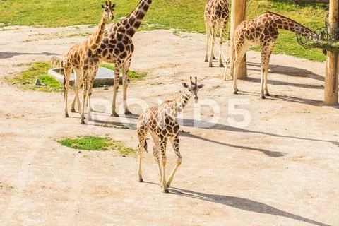 Giraffes in the zoo safari park. Beautiful wildlife animals on sunny warm day Stock Photos