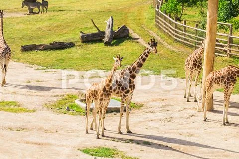 Giraffes in the zoo safari park. Beautiful wildlife animals on sunny warm day Stock Photos