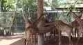 Giraffes in zoological garden HD Footage