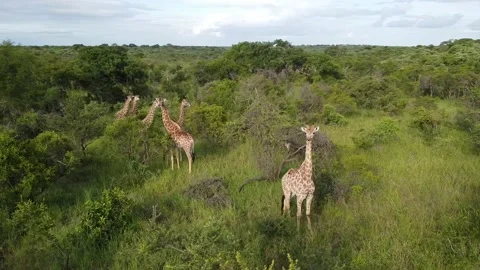 Giraffes_04 Video stock 172163842
