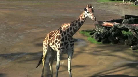 Giraffewalking 30 Stock Footage 12426857