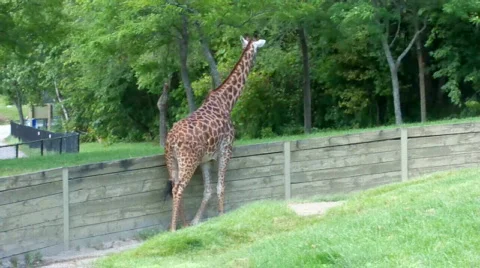 Girafff 스톡 동영상 506967