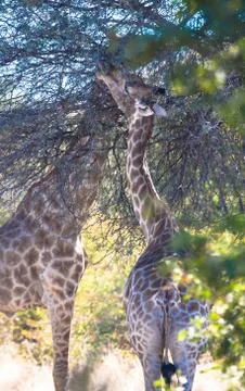 Girafffe in Botswana Stock Photos