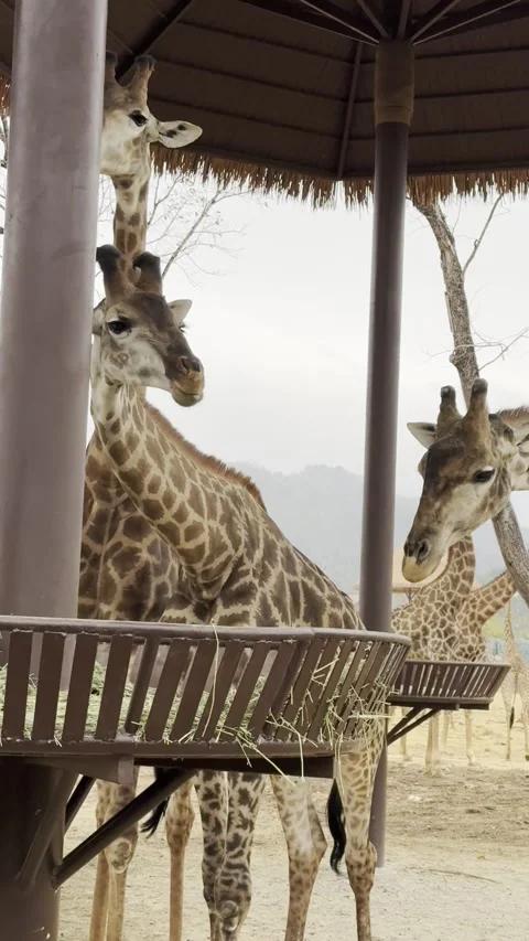 Giraffidae Stock Footage 316013273