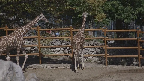 Giraphes in zoo Stock Footage 85736733