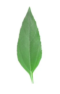 Girasol leaf. 스톡 사진