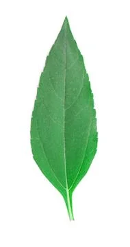 Girasol leaf. Stock Photos