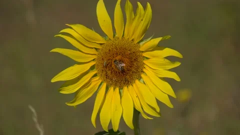 Girasole con Ape Stock Footage 167496430